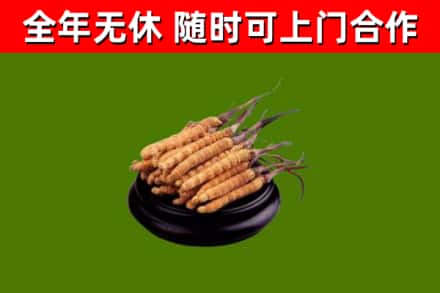 焦作烟酒回收冬虫夏草.jpg